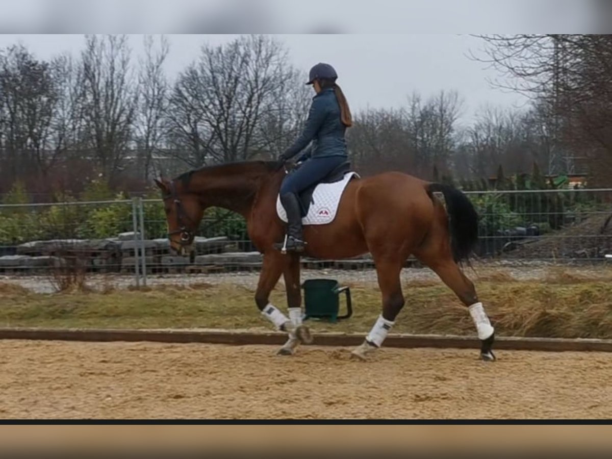 Hannoveraner Wallach 8 Jahre 185 cm Brauner in Kaufbeuren