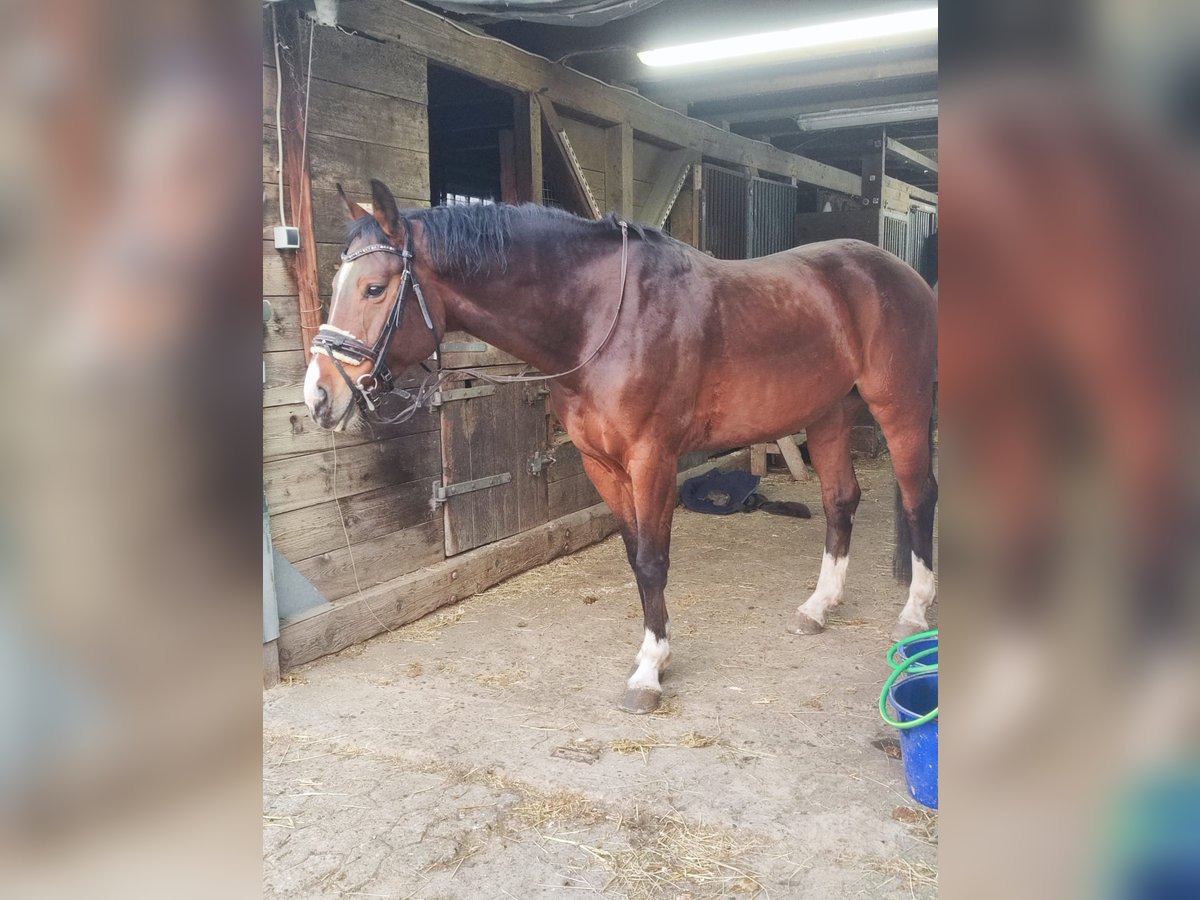 Hannoveraner Wallach 9 Jahre 163 cm Brauner in Bremerhaven