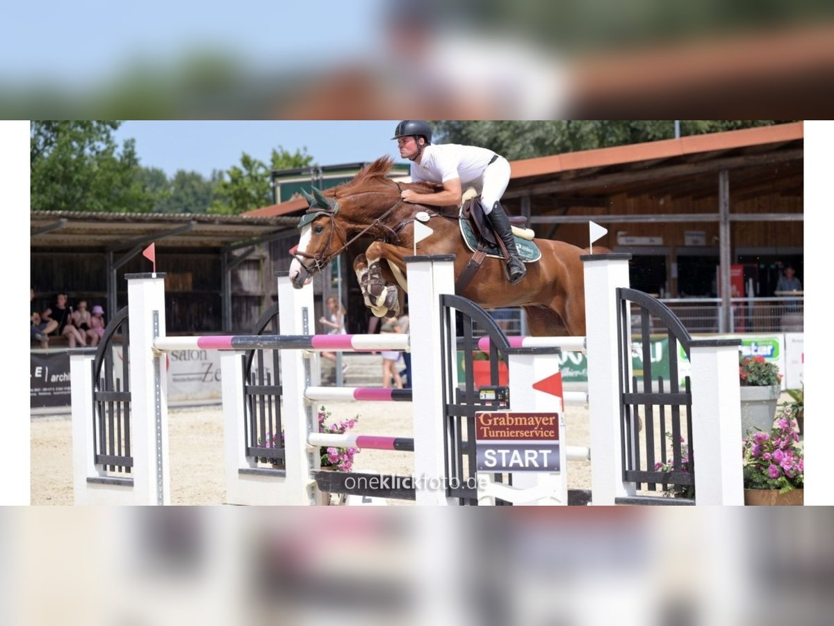 Hannoveraner Wallach 9 Jahre 166 cm Fuchs in Fraunberg