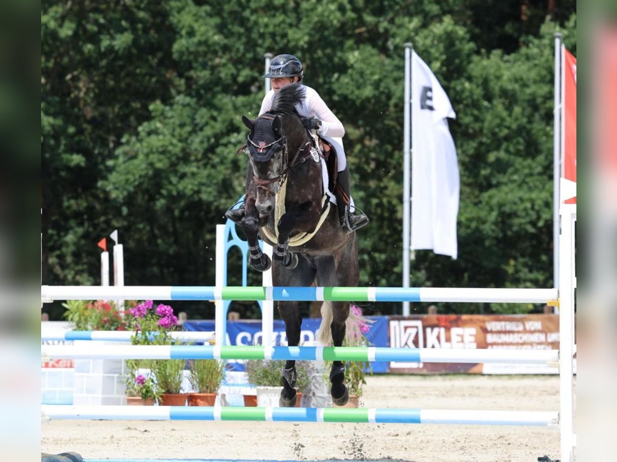 Hannoveraner Wallach 9 Jahre 166 cm in Zeven