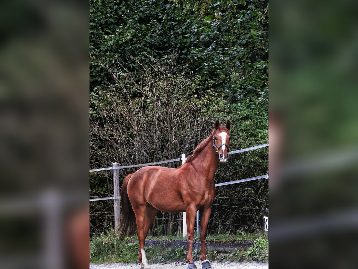Hannoveraner Wallach 9 Jahre 167 cm Fuchs in BischofswiesenBischofswiesen