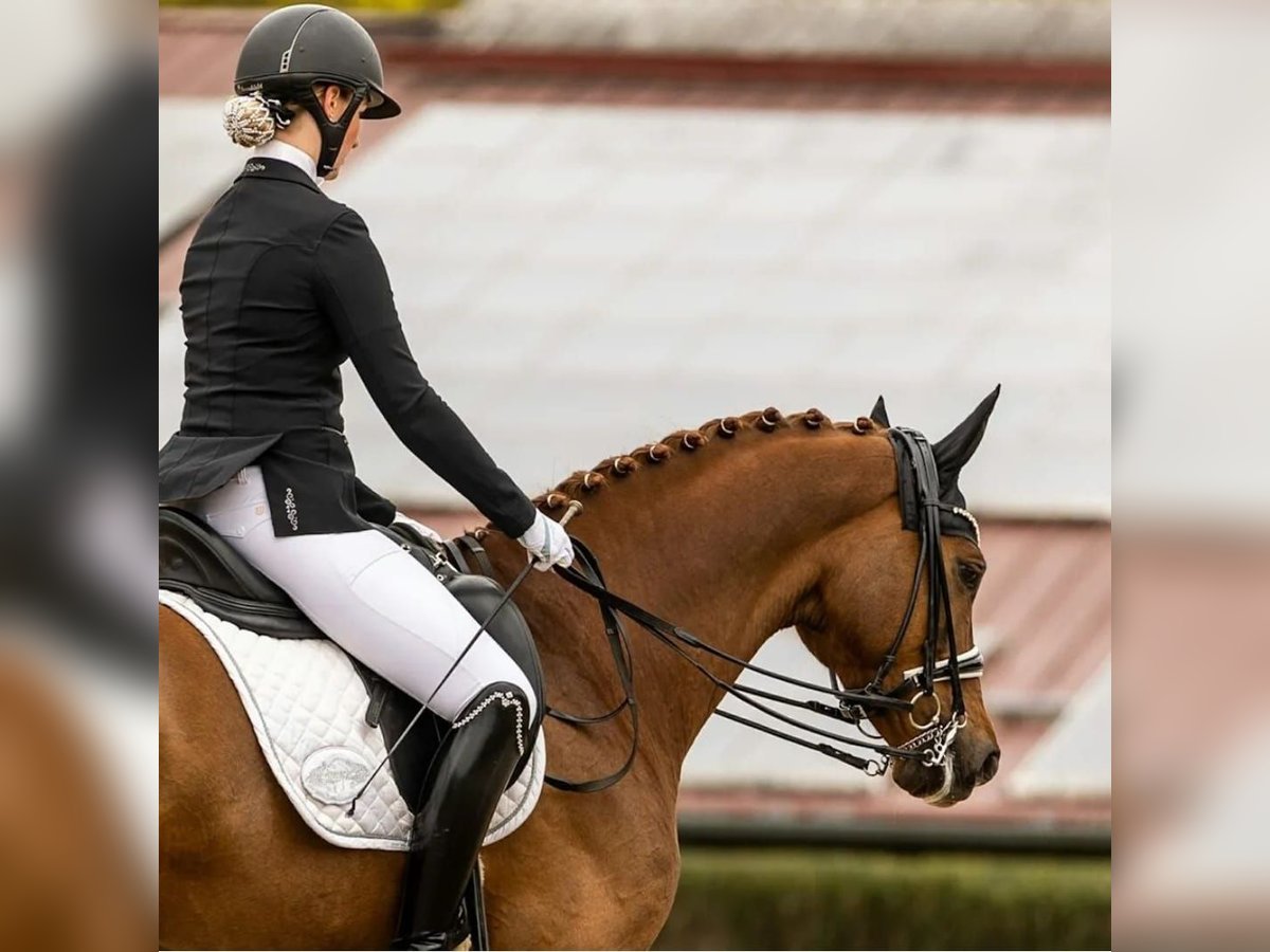 Hannoveraner Wallach 9 Jahre 168 cm Fuchs in Lüneburg