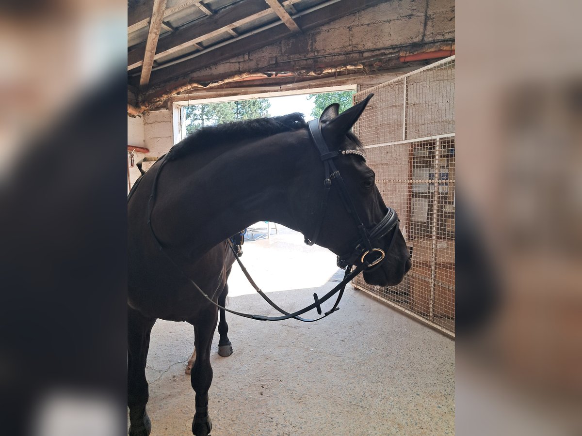 Hannoveraner Wallach 9 Jahre 168 cm Rappe in Bad sobernheim