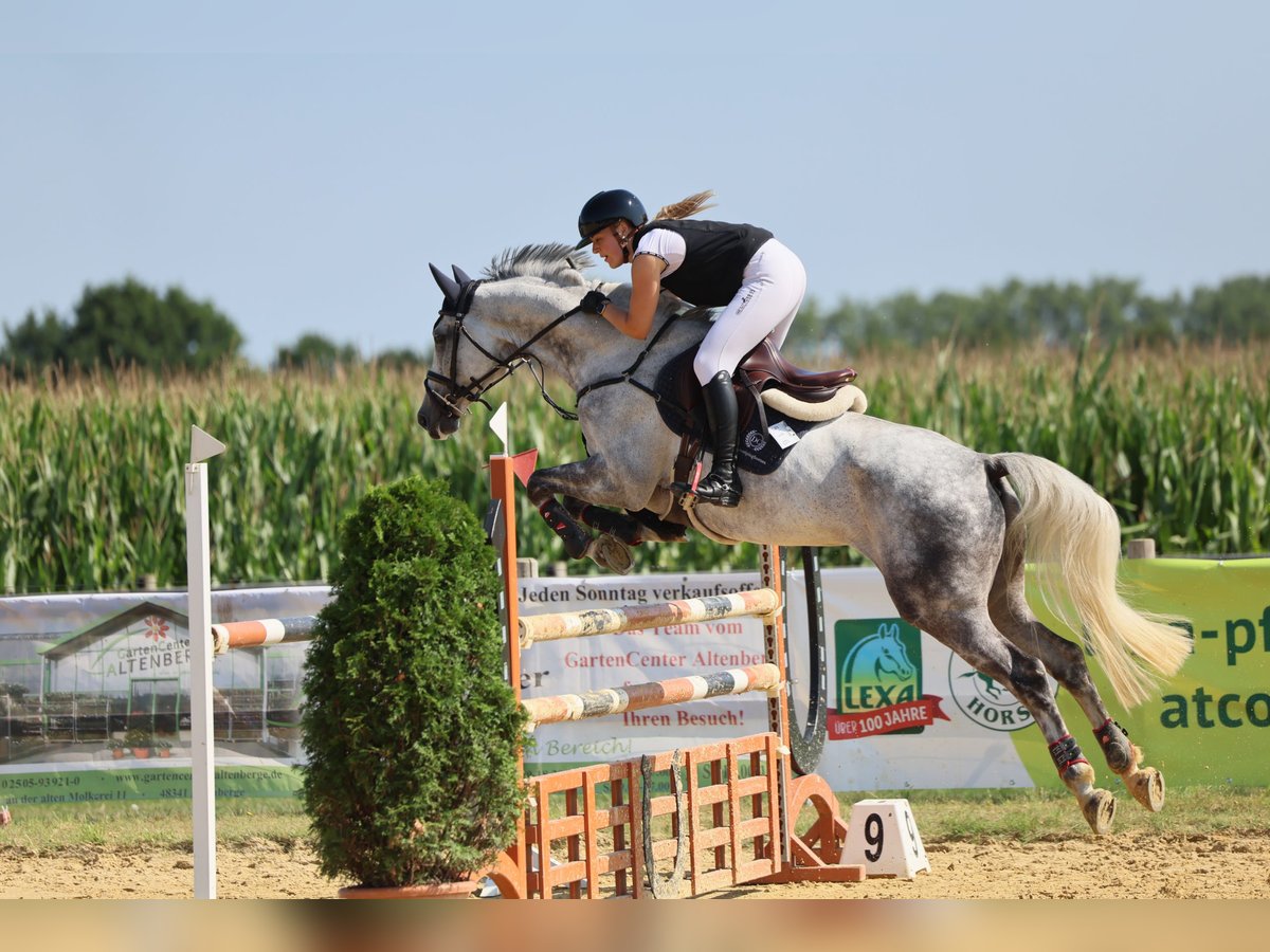 Hannoveraner Wallach 9 Jahre 168 cm Schimmel in Horstmar