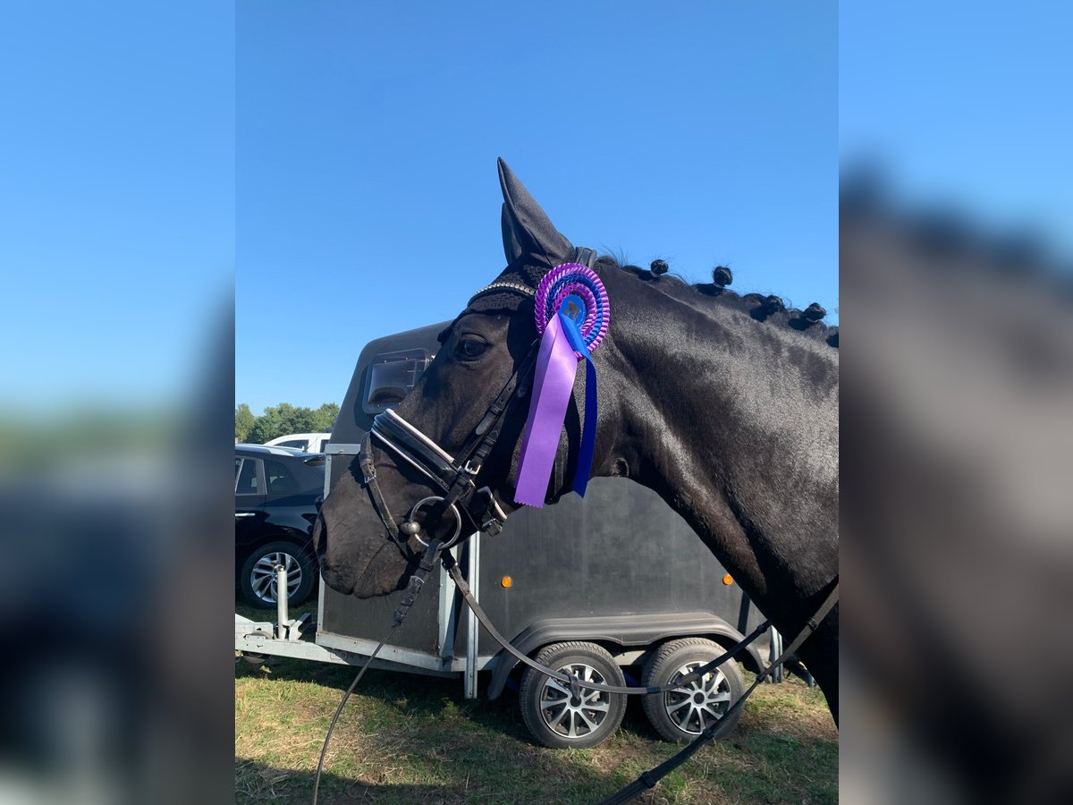 Hannoveraner Wallach 9 Jahre 169 cm Dunkelbrauner in L&#xFC;neburg