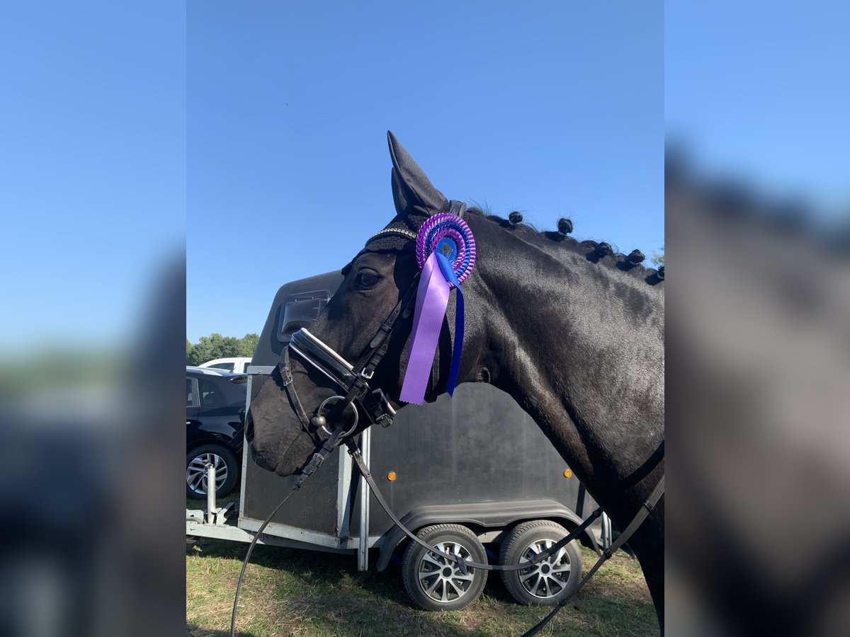 Hannoveraner Wallach 9 Jahre 169 cm Dunkelbrauner in L&#xFC;neburg