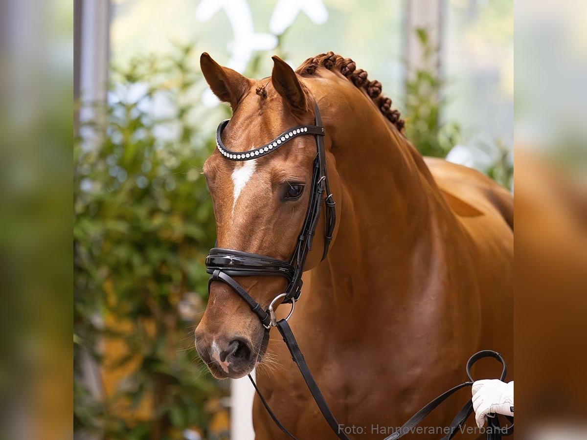 Hannoveraner Wallach 9 Jahre 169 cm Fuchs in Verden (Aller)