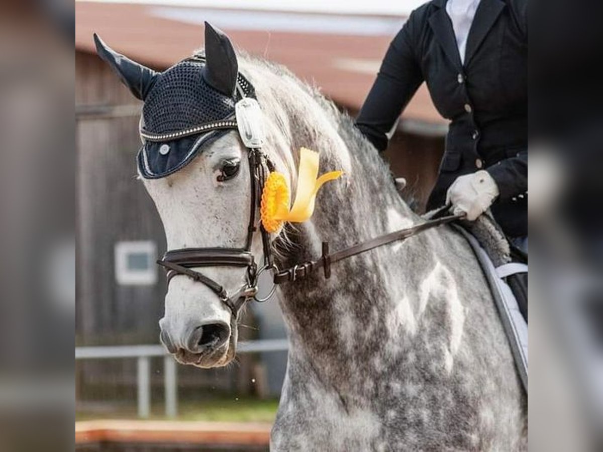 Hannoveraner Wallach 9 Jahre 170 cm Apfelschimmel in Rottweil