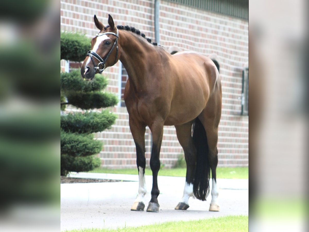Hannoveraner Wallach 9 Jahre 170 cm Brauner in Berne Hannoveraner Wallach 9 Jahre 170 cm Brauner in Berne