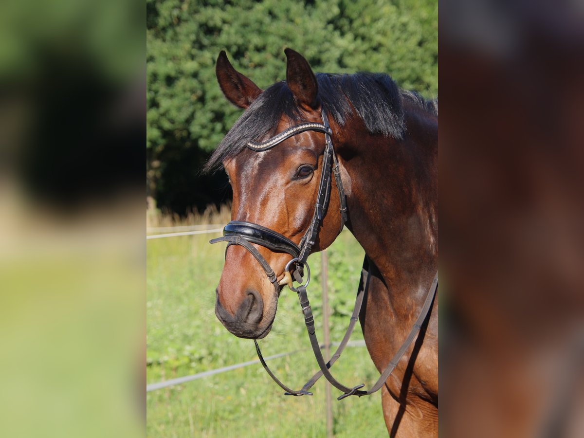 Hannoveraner Wallach 9 Jahre 170 cm Dunkelbrauner in Rostock