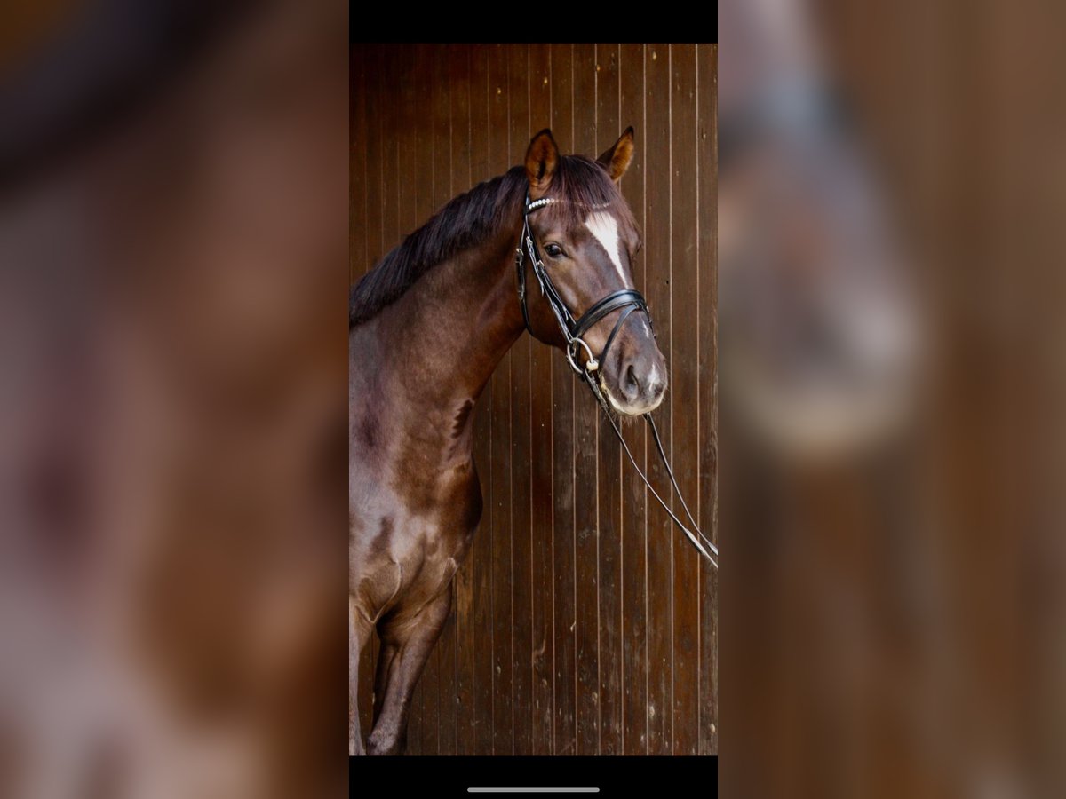 Hannoveraner Wallach 9 Jahre 170 cm Dunkelfuchs in Kastorf