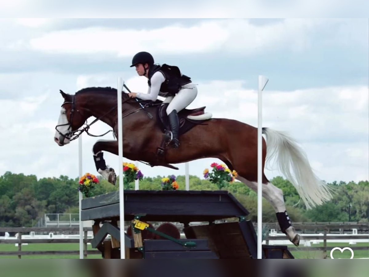 Hannoveraner Wallach 9 Jahre 170 cm Tobiano-alle-Farben in Gent
