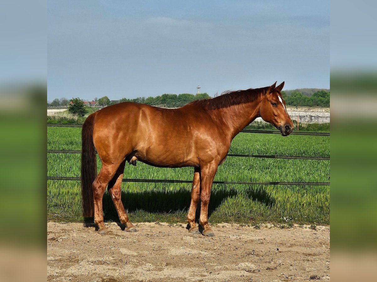 Hannoveraner Wallach 9 Jahre 171 cm Fuchs in Ennigerloh