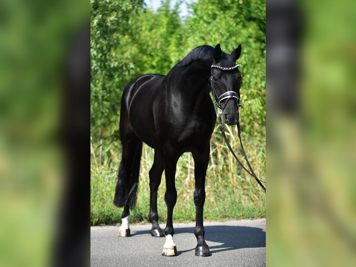 Hannoveraner Wallach 9 Jahre 171 cm Rappe in Csabacs&#x171;d