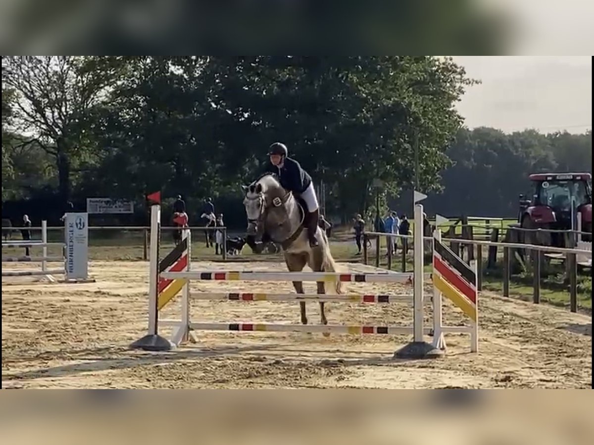 Hannoveraner Wallach 9 Jahre 172 cm Apfelschimmel in Xanten