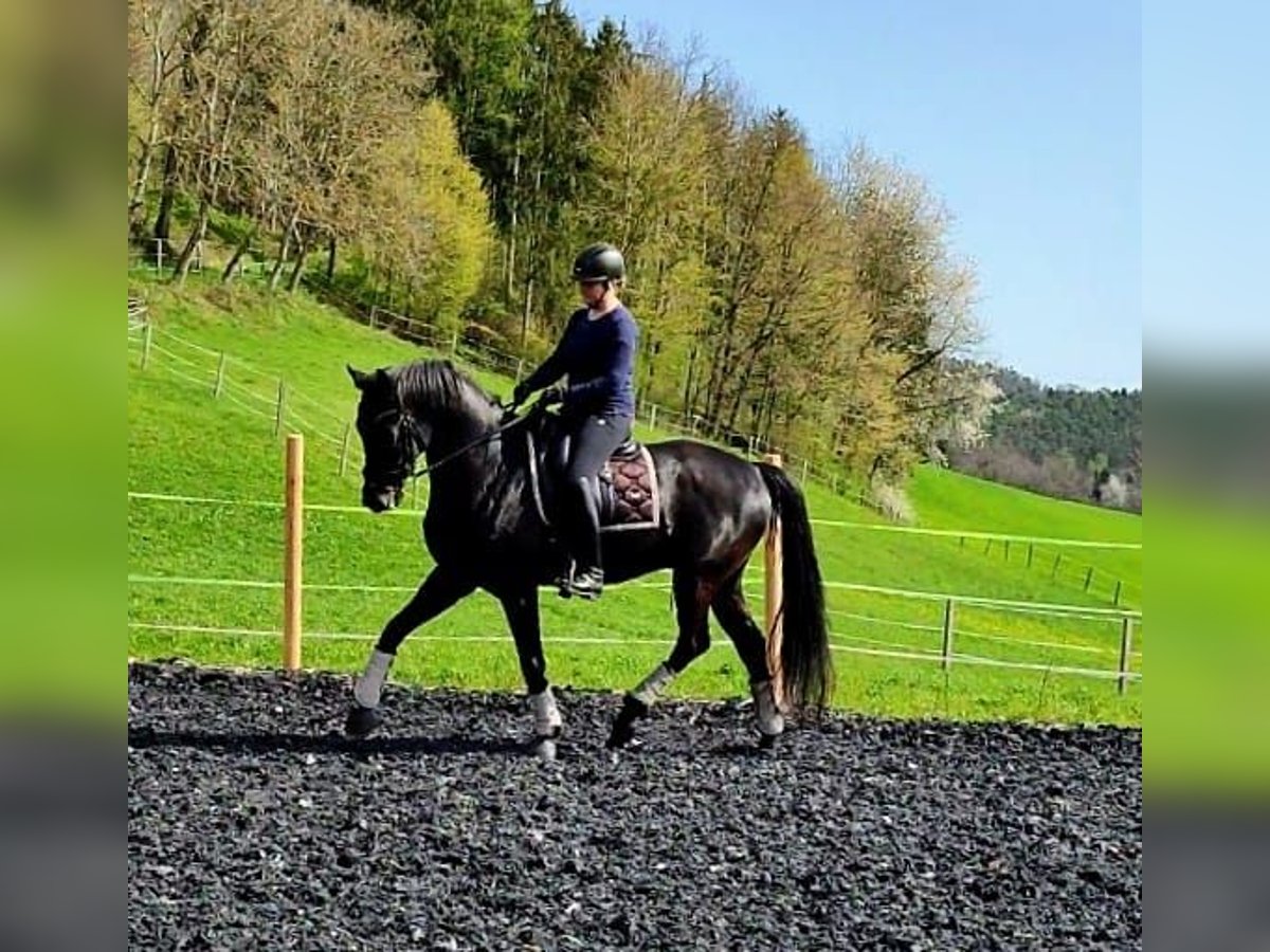 Hannoveraner Wallach 9 Jahre 172 cm Rappe in Steyregg