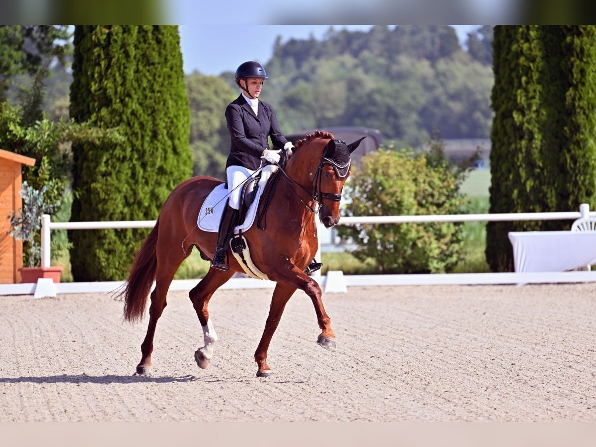 Hannoveraner Wallach 9 Jahre 173 cm Fuchs in Bayreuth