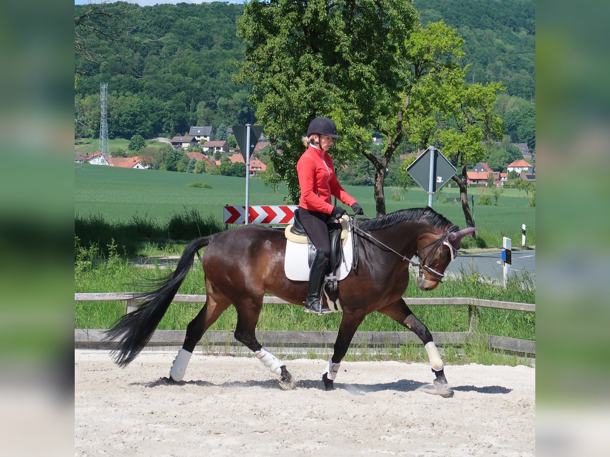 Hannoveraner Wallach 9 Jahre 174 cm Brauner in Duingen