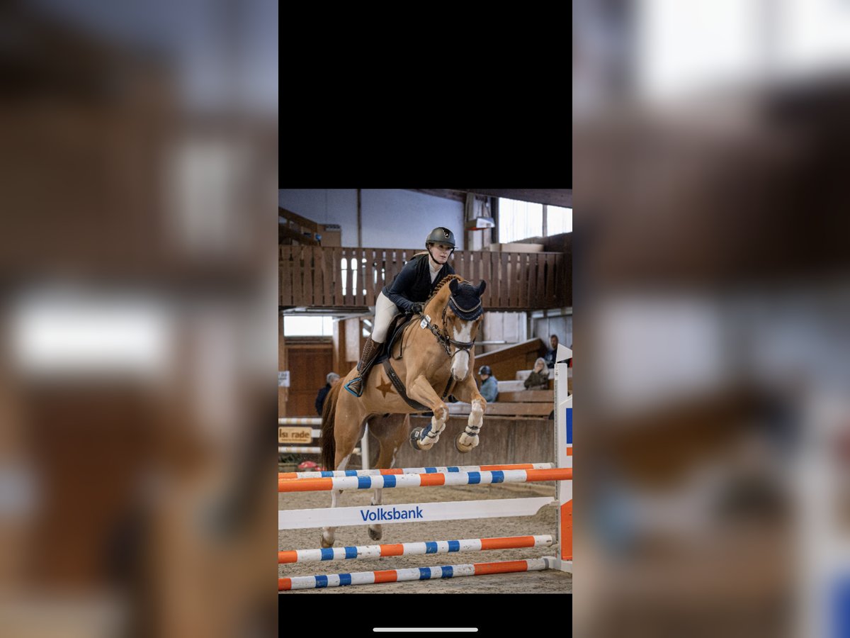 Hannoveraner Wallach 9 Jahre 174 cm Fuchs in Porta Westfalica