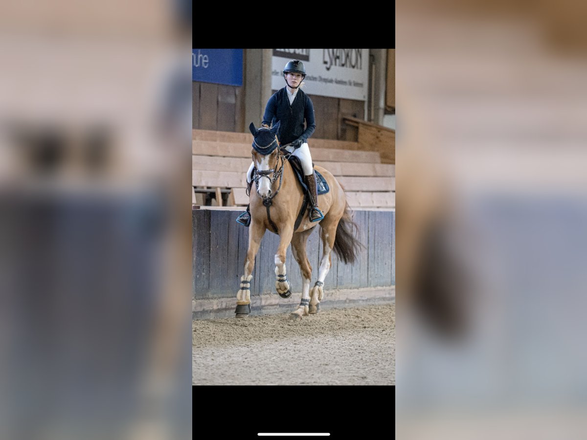 Hannoveraner Wallach 9 Jahre 174 cm Fuchs in Porta Westfalica