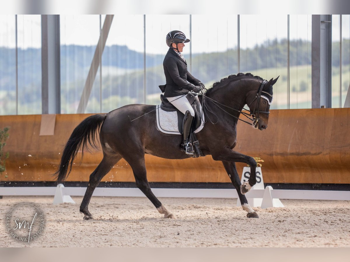 Hannoveraner Wallach 9 Jahre 174 cm Schwarzbrauner in Avenches