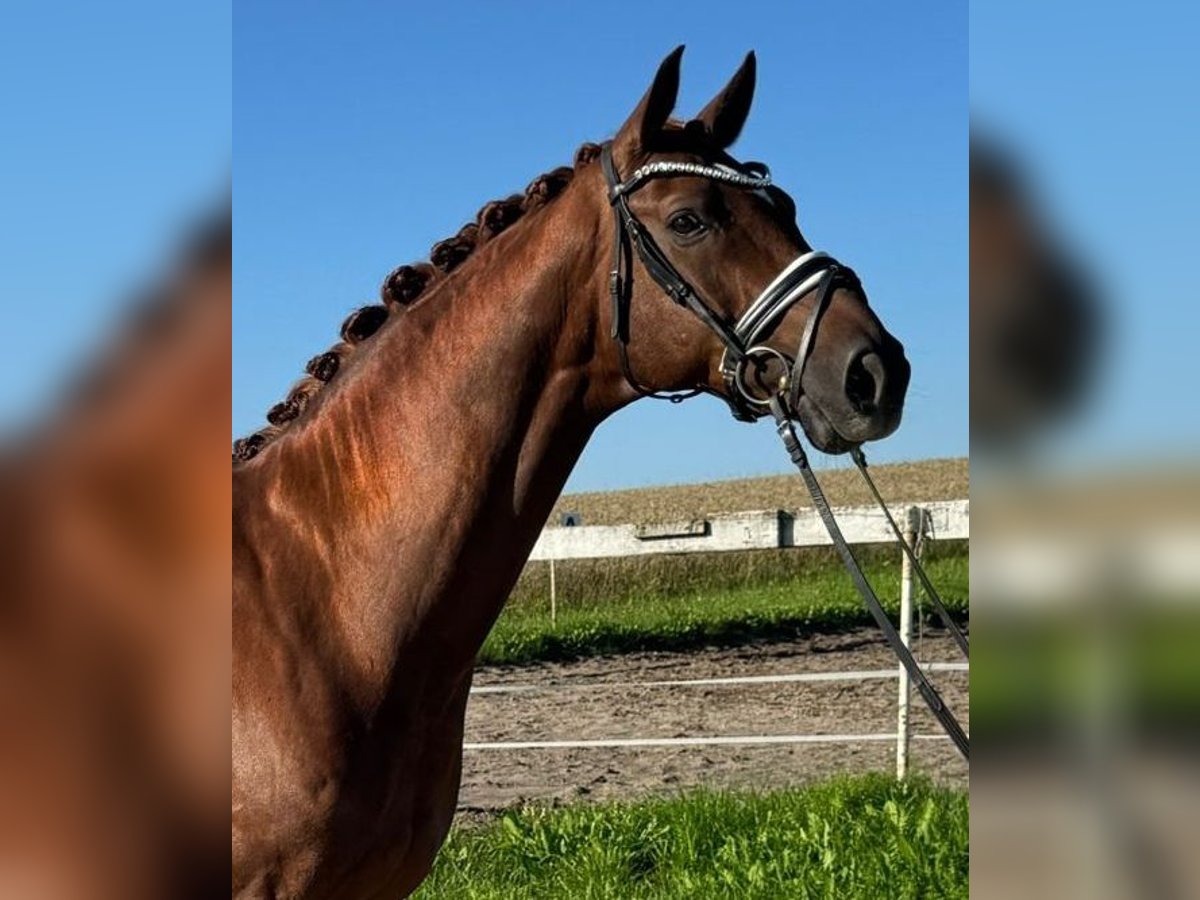 Hannoveraner Wallach 9 Jahre 175 cm Dunkelfuchs in Neumarkt in der Oberpfalz