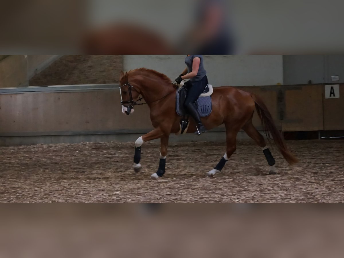 Hannoveraner Wallach 9 Jahre 175 cm Fuchs in Rastede