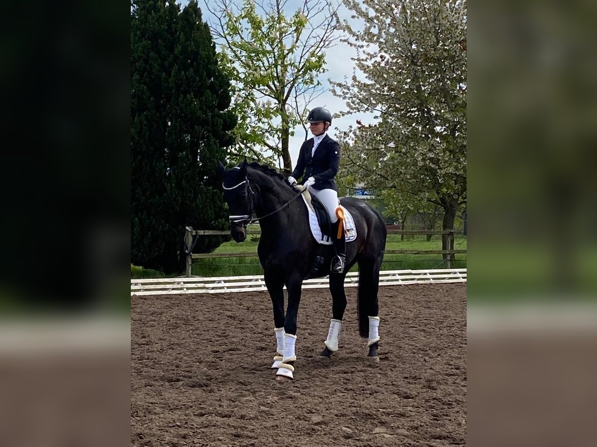 Hannoveraner Wallach 9 Jahre 175 cm Schwarzbrauner in Landesbergen