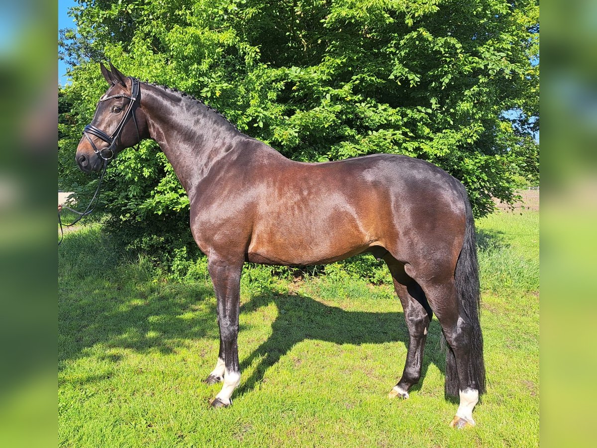 Hannoveraner Wallach 9 Jahre 178 cm Dunkelbrauner in Loxstedt