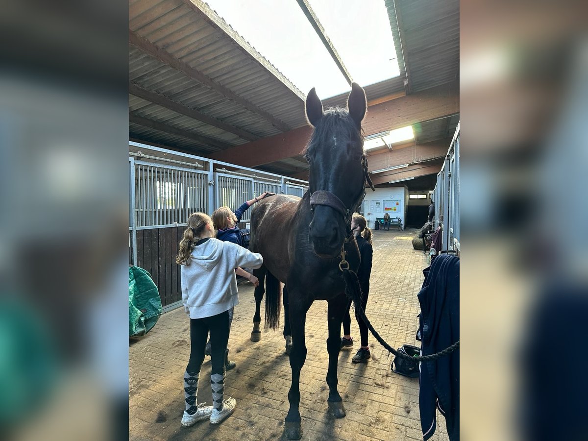 Hannoveraner Wallach 9 Jahre 178 cm Schwarzbrauner in Osterholz-Scharmbeck