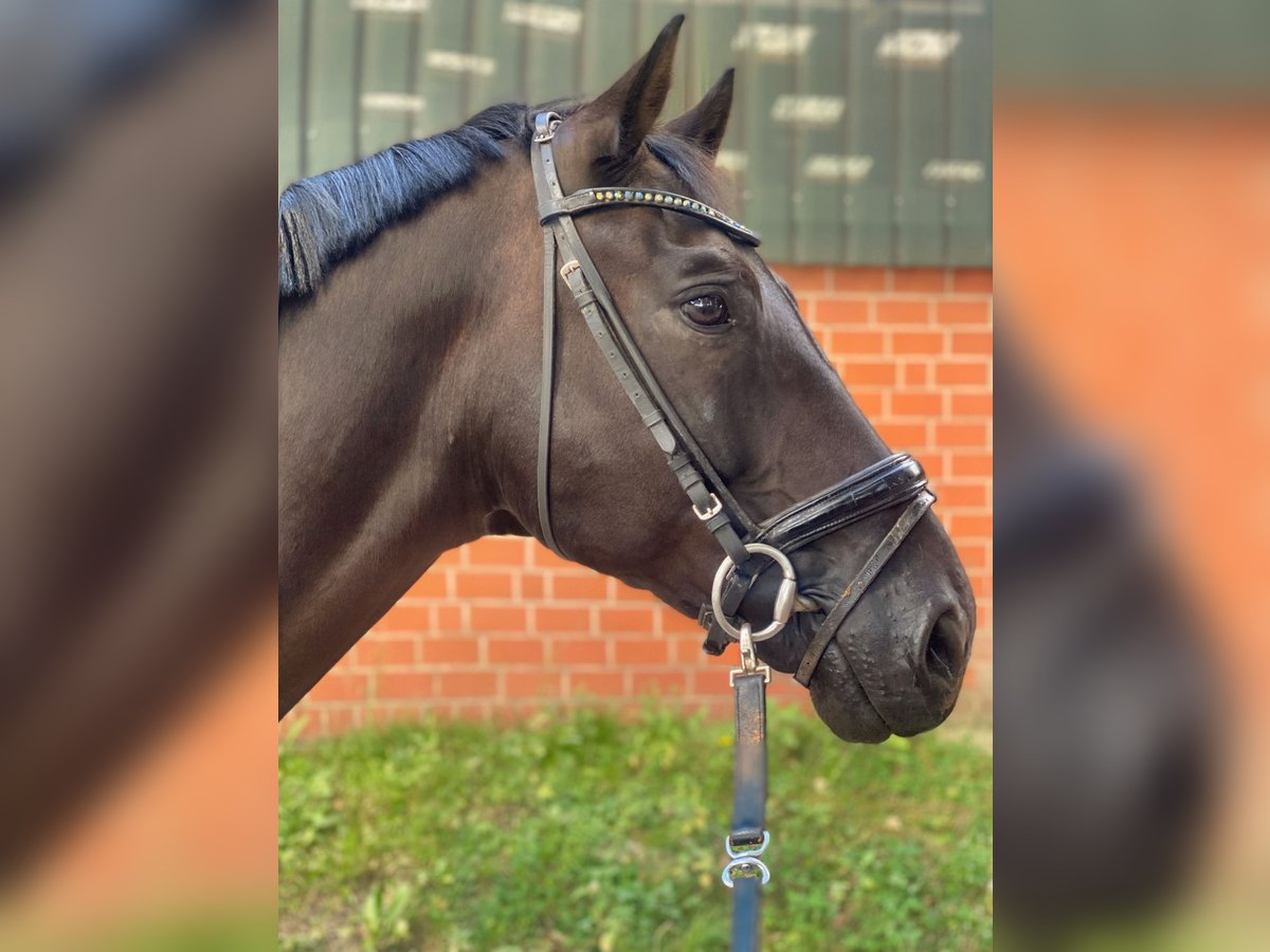 Hannoveraner Wallach 9 Jahre 179 cm Rappe in Amelinghausen
