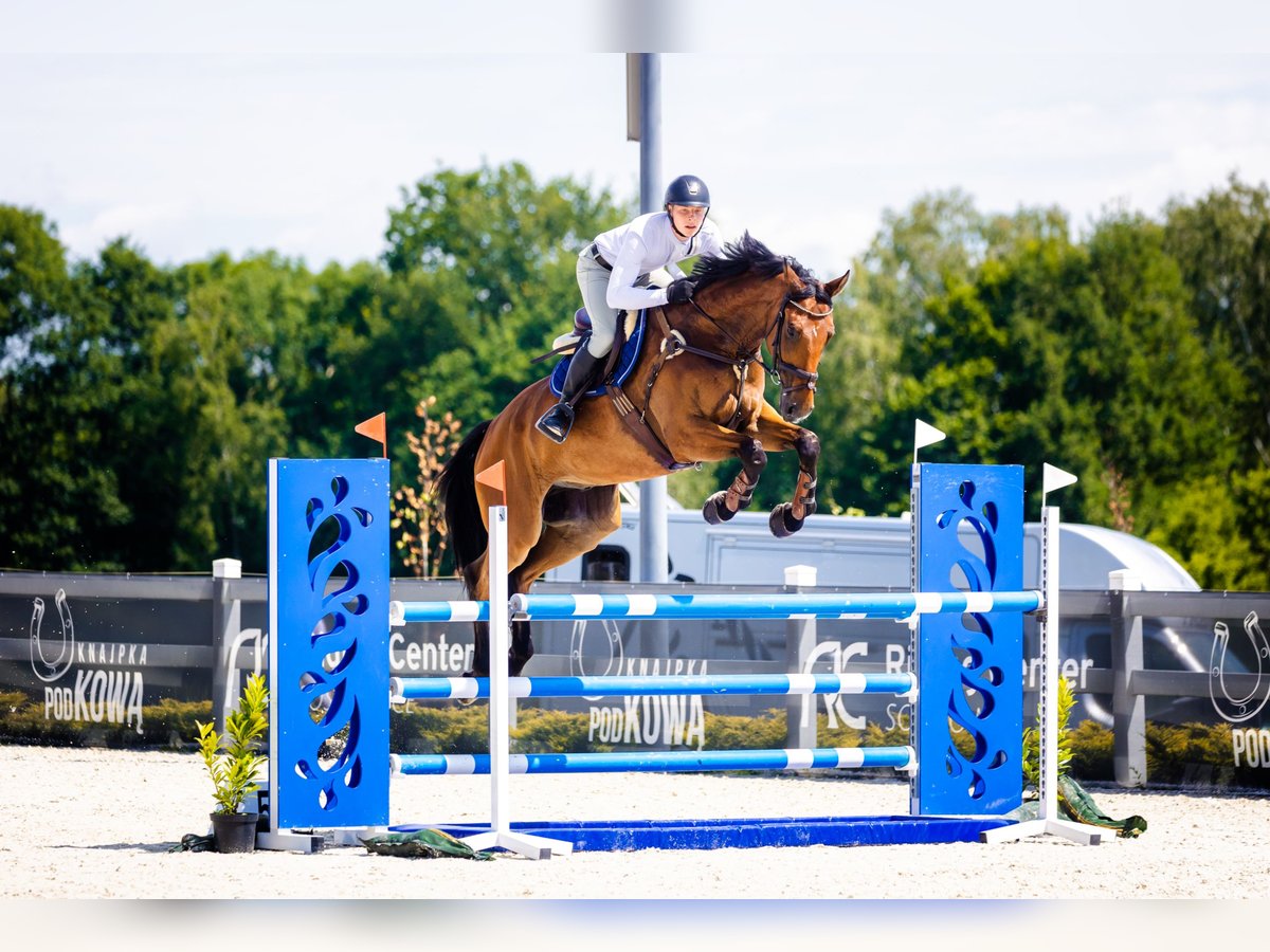 Hannoveraner Wallach 9 Jahre 179 cm Rotbrauner in Lublin