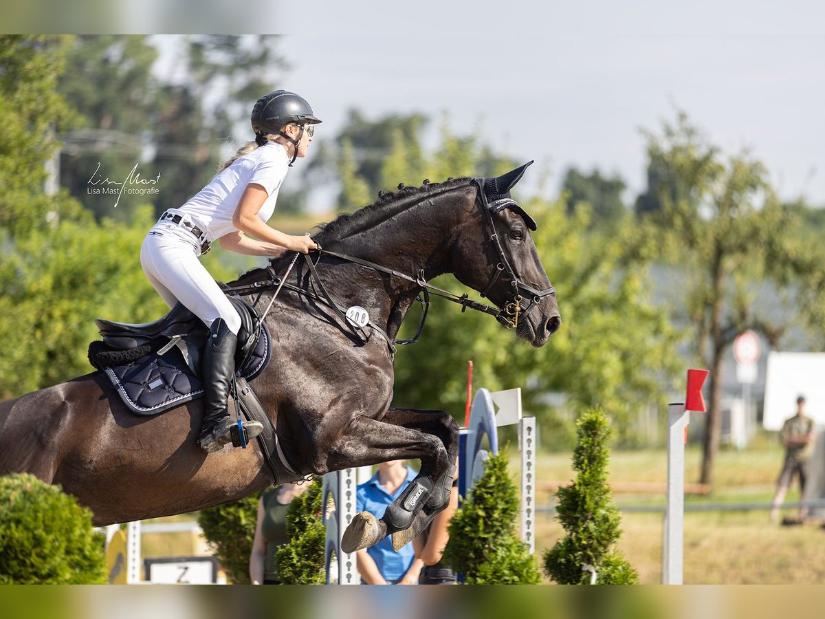 Hannoveraner Wallach 9 Jahre 180 cm Brauner in Villingen-Schwenningen