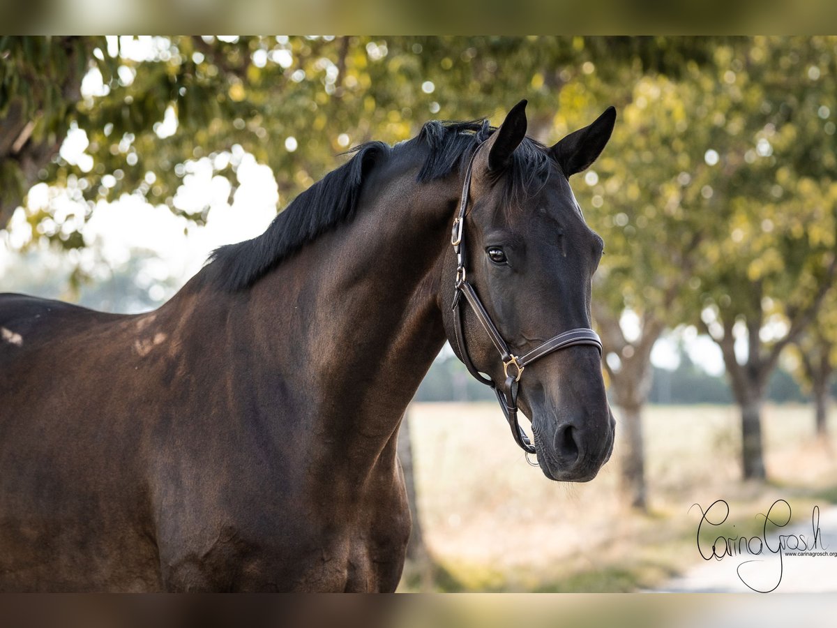 Hannoveraner Wallach 9 Jahre 185 cm Schwarzbrauner in Gerasdorf
