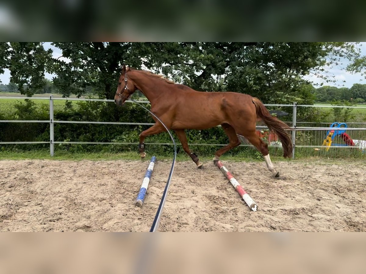 Hannoveraner Wallach 9 Jahre 190 cm Fuchs in Fintel