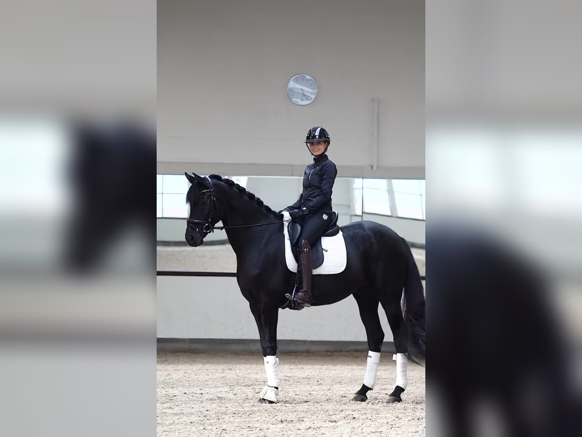 Hannoveraner Wallach 9 Jahre in Opfikon