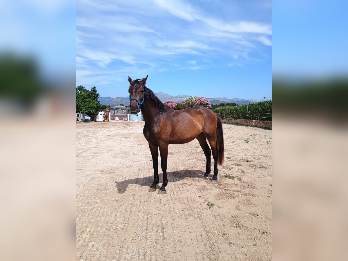 Hannoveraner Wallach  170 cm Dunkelbrauner in Pobla (Sa)