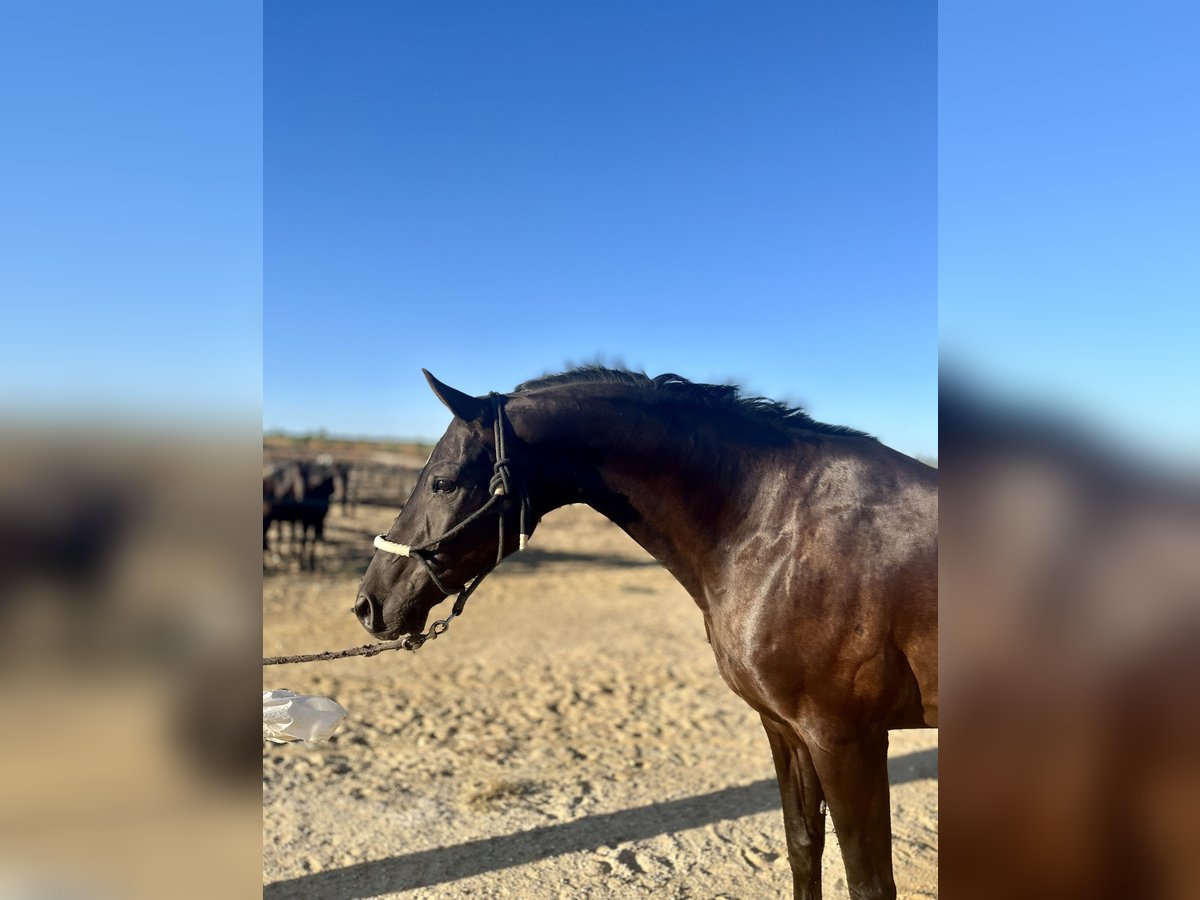 Hannoveriano Caballo castrado 10 años 164 cm Negro in Almonte