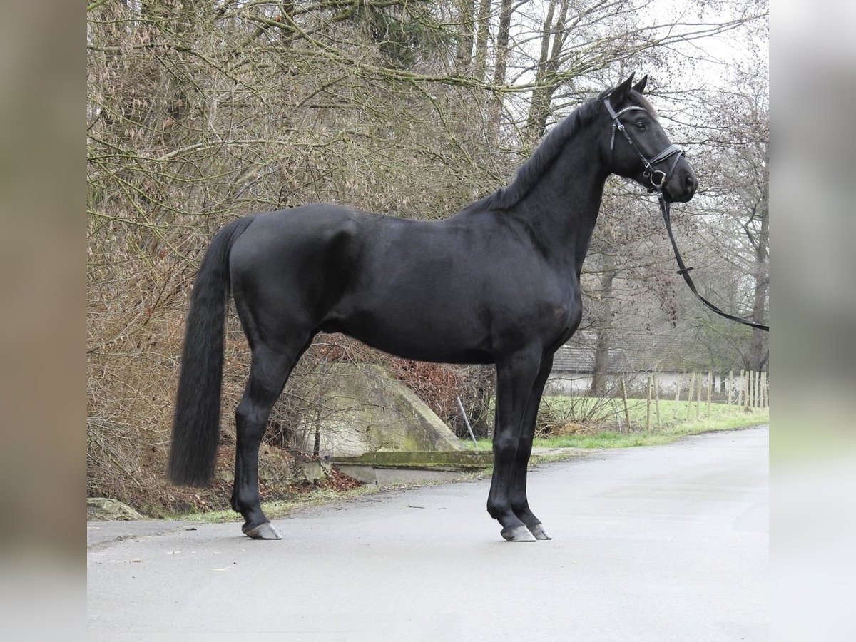 Hannoveriano Caballo castrado 10 años 165 cm Negro in Verl