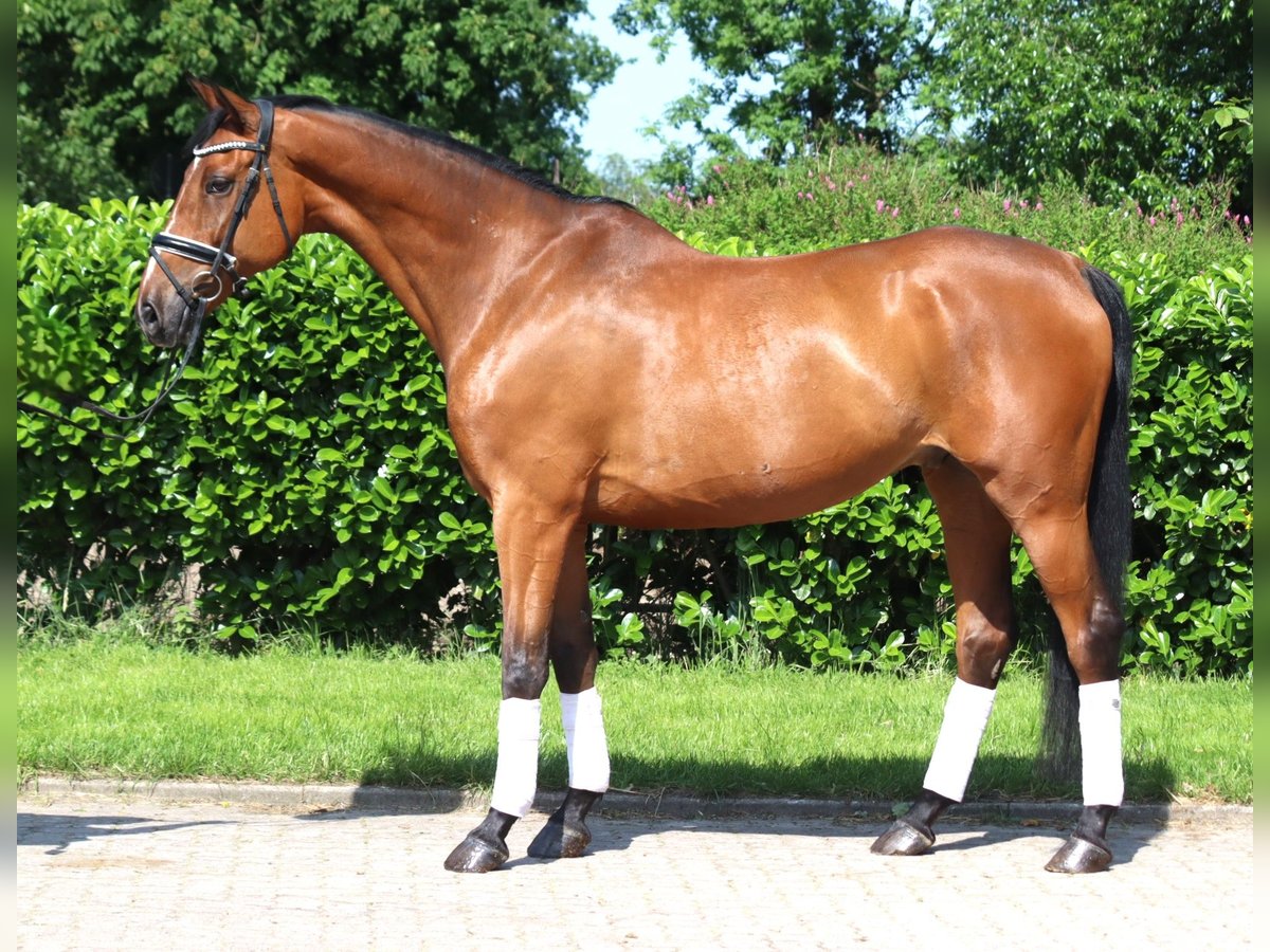 Hannoveriano Caballo castrado 10 años 166 cm Castaño in Selsingen