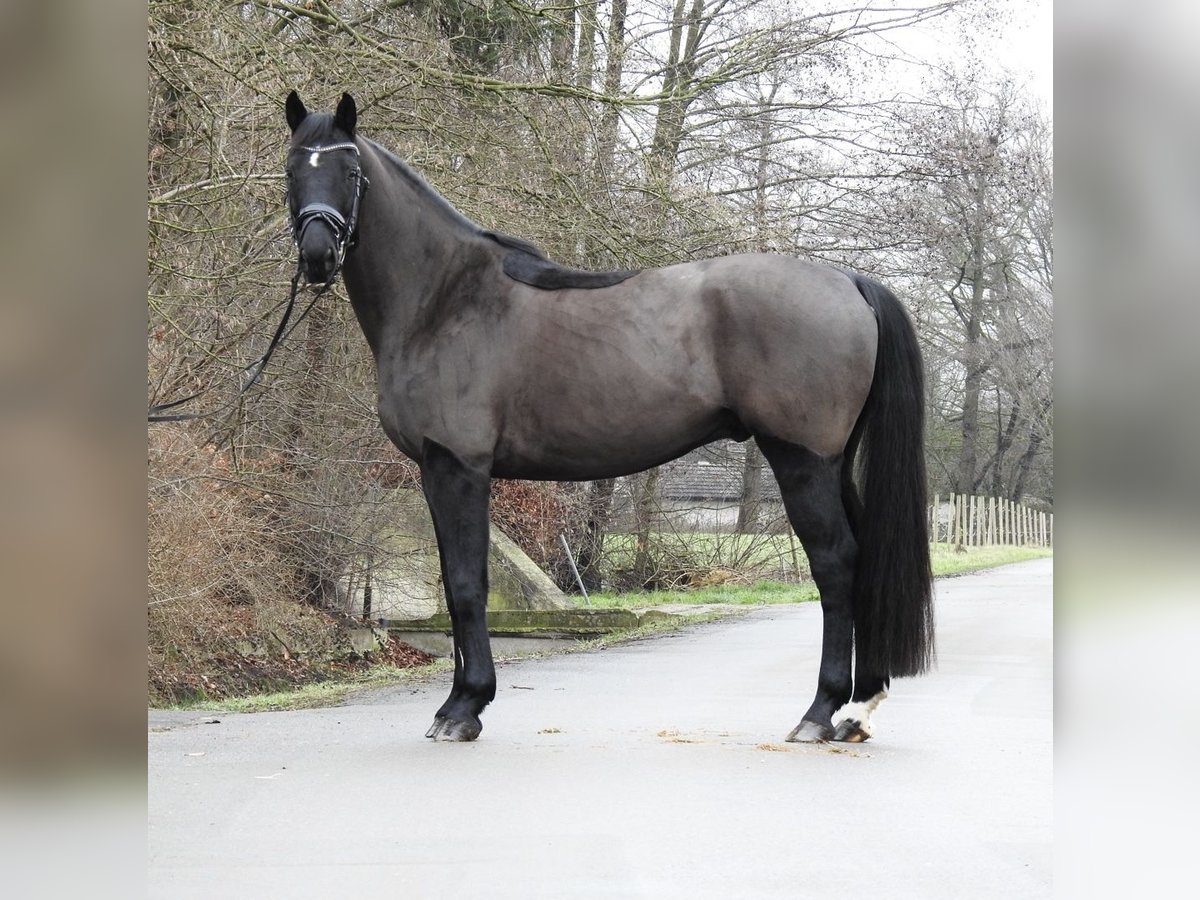 Hannoveriano Caballo castrado 10 años 167 cm Negro in Verl