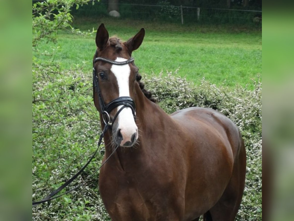 Hannoveriano Caballo castrado 10 años 168 cm Castaño oscuro in Aurich Hannoveriano Caballo castrado 10 años 168 cm Castaño oscuro in Aurich