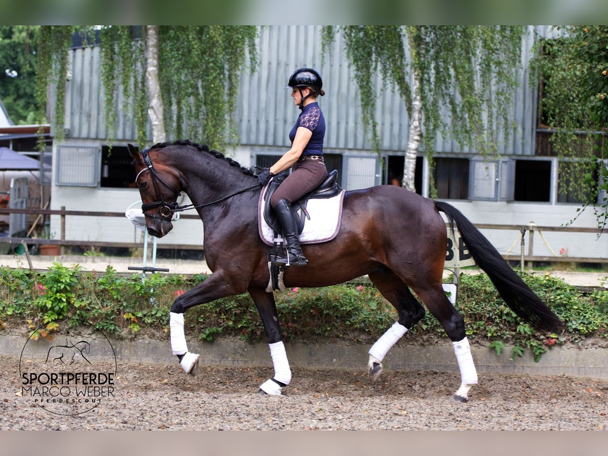 Hannoveriano Caballo castrado 10 años 169 cm Castaño oscuro in Hassendorf