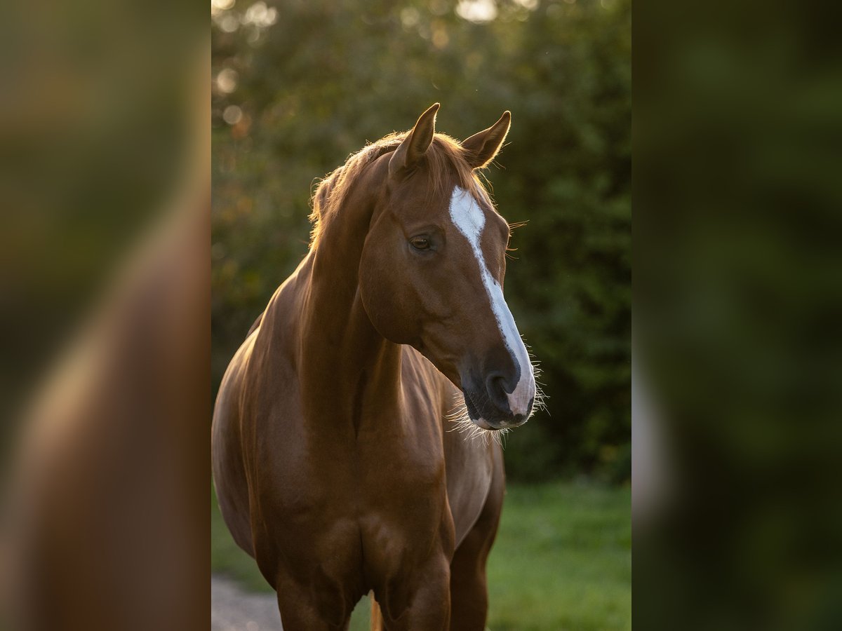 Hannoveriano Caballo castrado 10 años 170 cm Alazán in Hemmingen