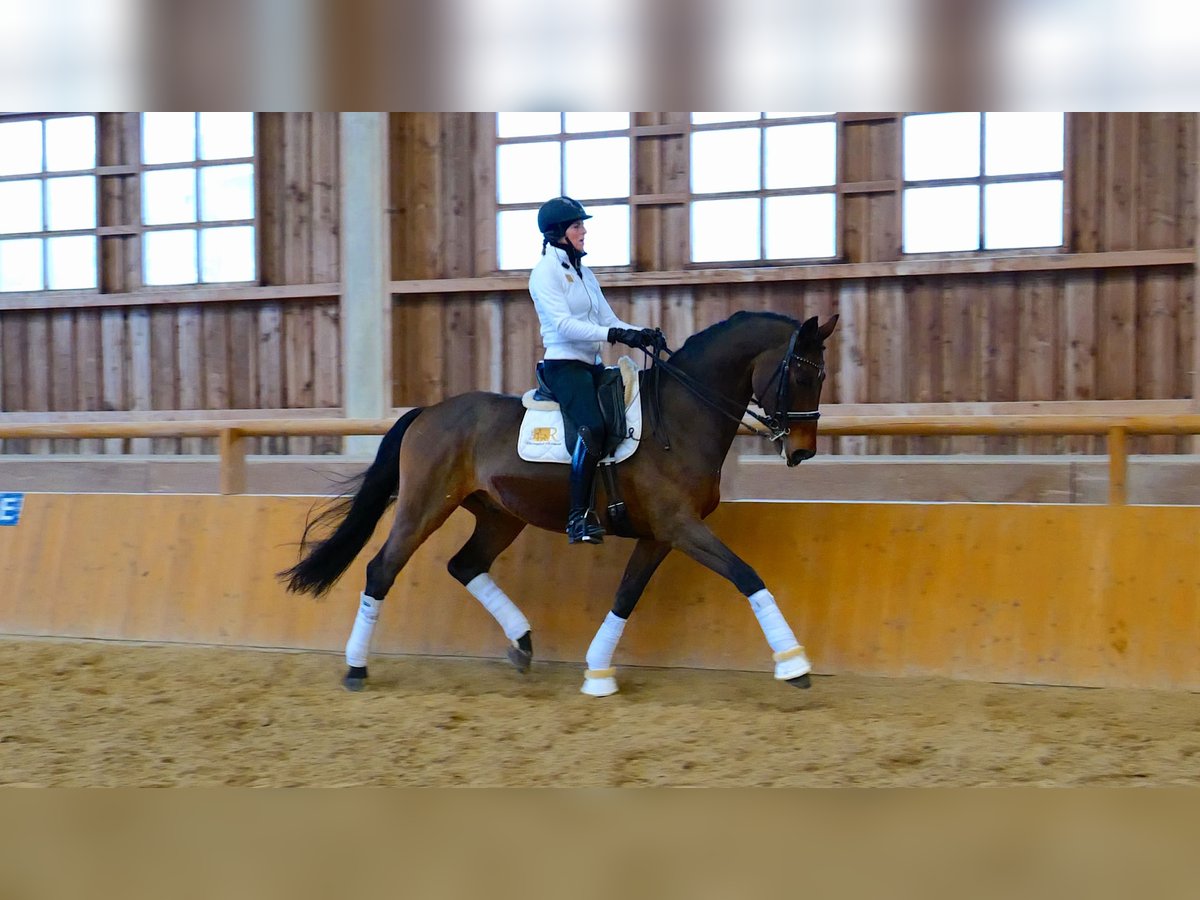 Hannoveriano Caballo castrado 10 años 170 cm Castaño in Freiensteinau