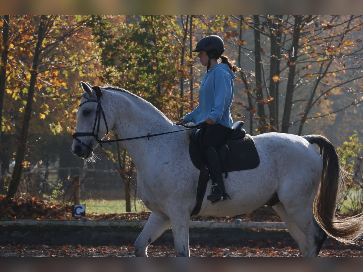 Hannoveriano Caballo castrado 10 años 170 cm Tordo in Tangstedt