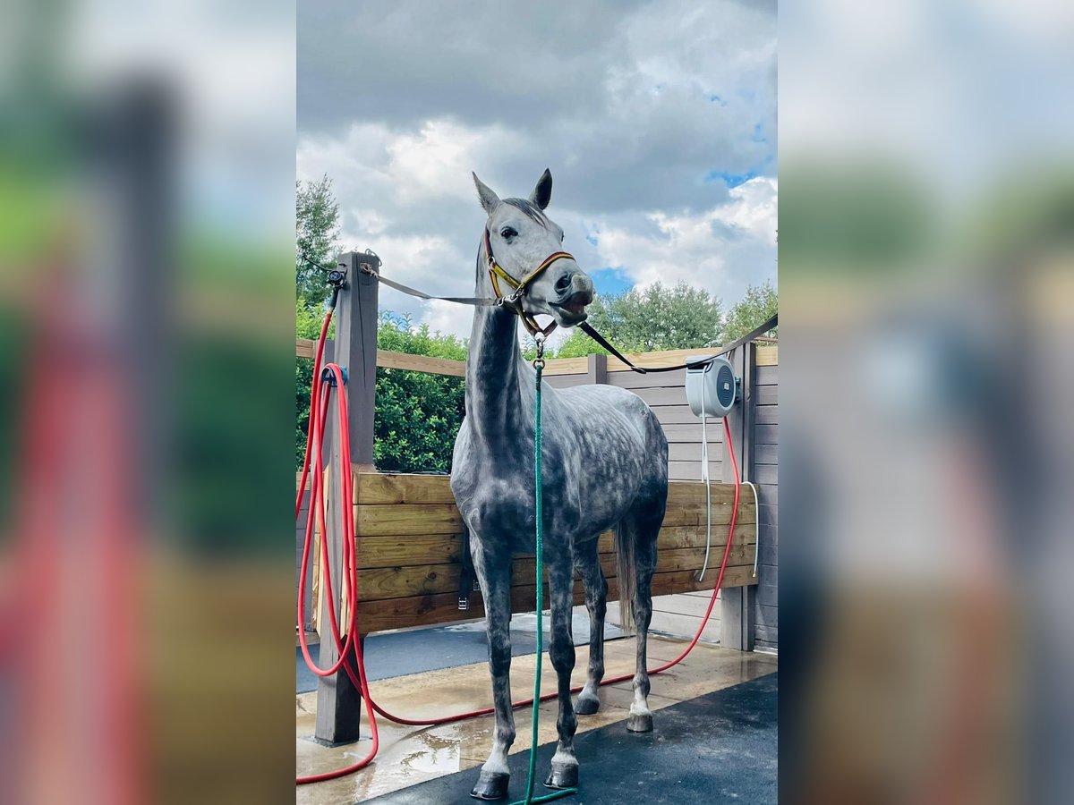 Hannoveriano Caballo castrado 10 años 170 cm Tordo in Schulendorf