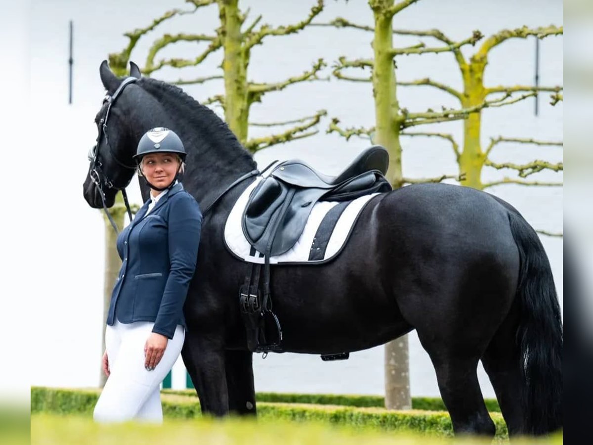 Hannoveriano Caballo castrado 10 años 171 cm Negro in Essen