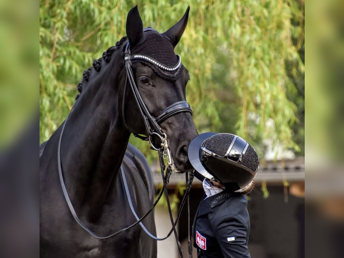 Hannoveriano Caballo castrado 10 años 171 cm Negro in Molfsee