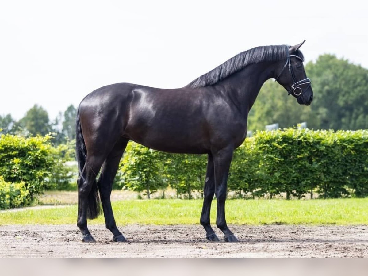 Hannoveriano Caballo castrado 10 años 171 cm Negro in Luzern